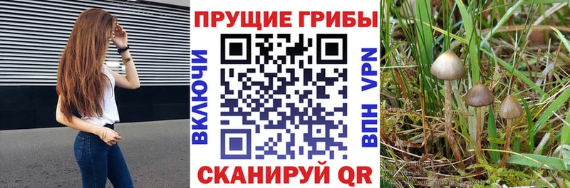 Псилоцибиновые грибы Magic Shrooms Петрозаводск